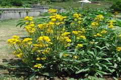 Erysimum melicentae